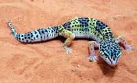 /album/exotic/gecko-1-leopardo-jpg/